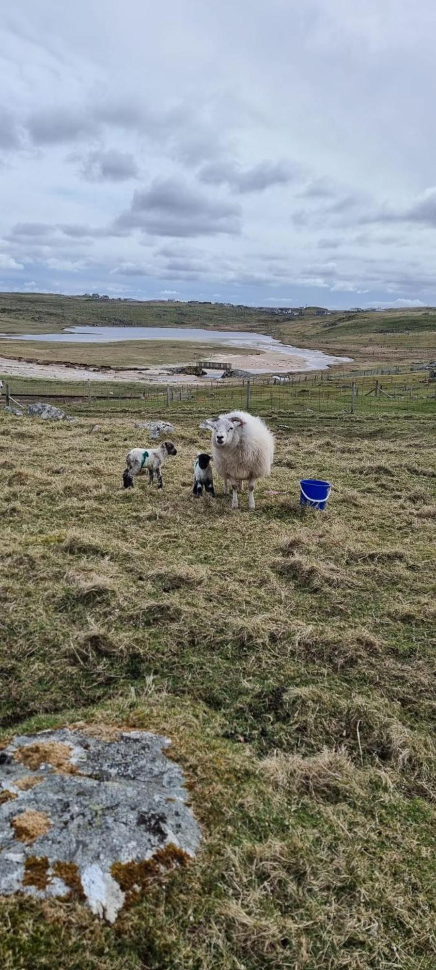 Squealing Pig Bothy Villa Barvas Buitenkant foto